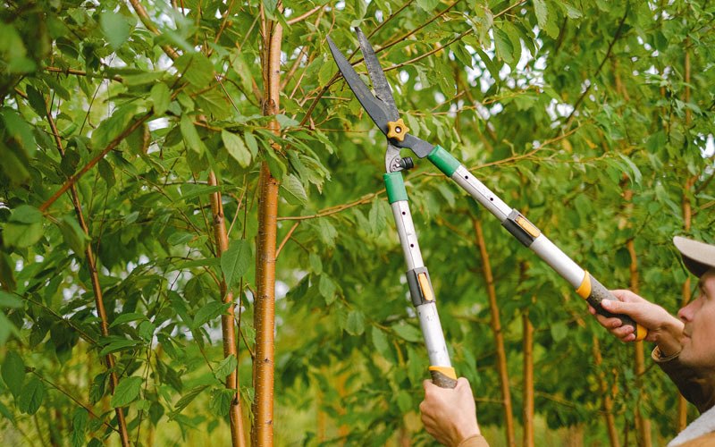 Tree trimming in Rockwell City, IA